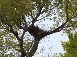 Black Hawks nest in this area in the spring